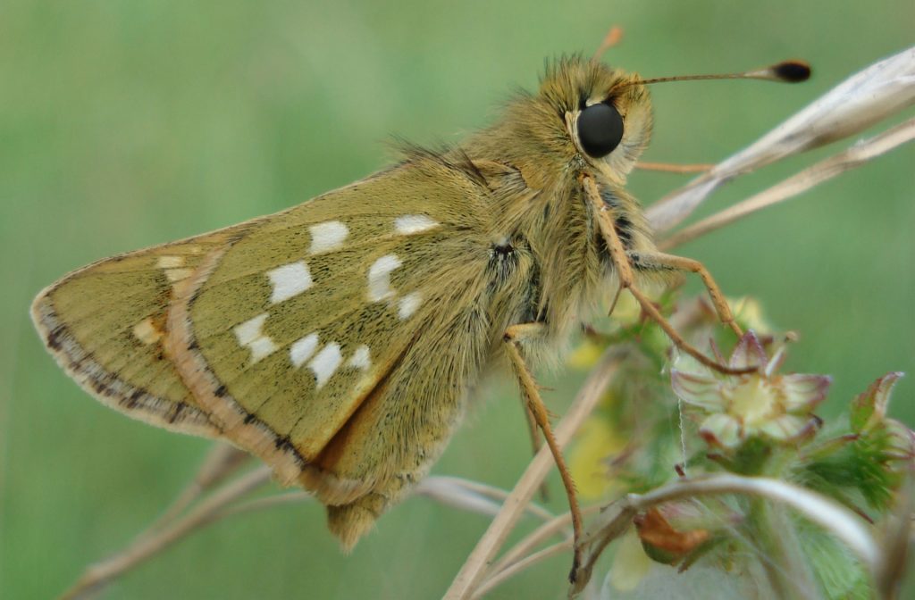 komma dickkopffalter