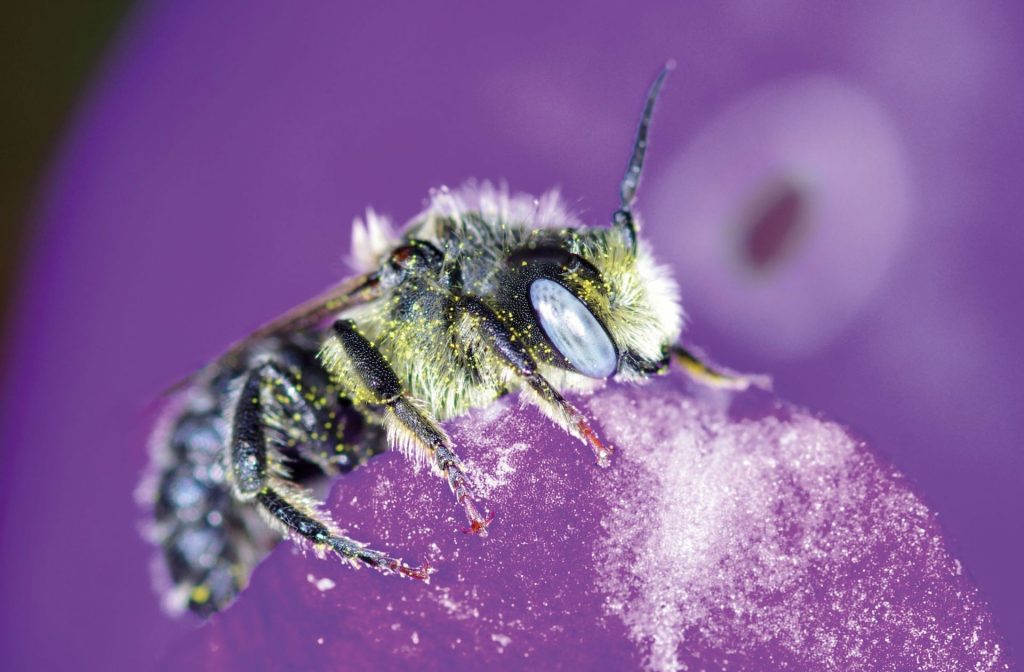 Glockenblumen Felsenbiene